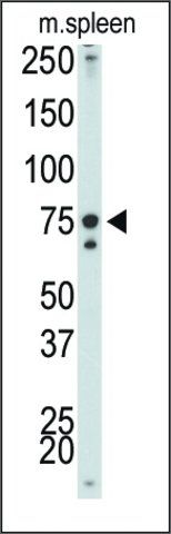 Anti-IKKα antibody produced in rabbit