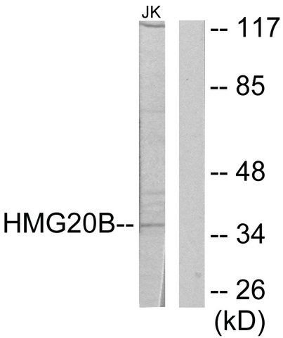 Anti-HMG20B antibody produced in rabbit
