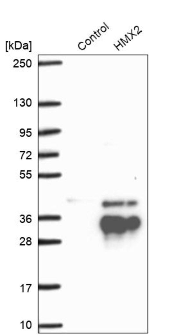 Anti-HMX2 antibody produced in rabbit