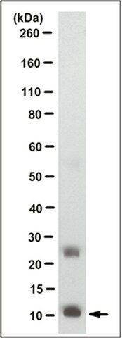 Anti-Homeodomain-only Protein Antibody, clone 15C1.1