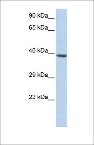 Anti-HOXA2 antibody produced in rabbit