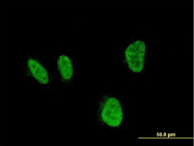 ANTI-HOXA5 antibody produced in mouse