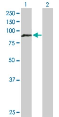 Anti-HOOK1 antibody produced in rabbit