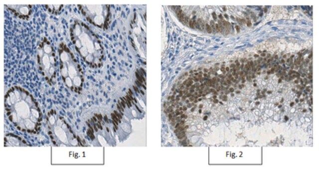 Anti-Homeobox protein CDX-2 Antibody, clone 7D9.1
