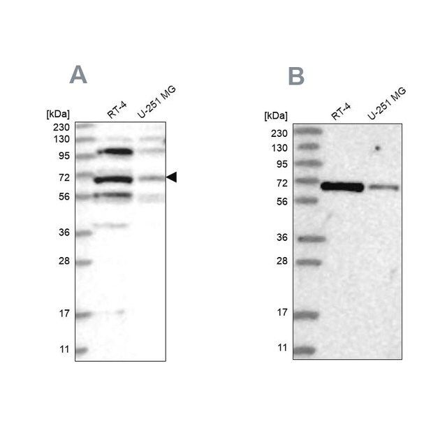 Anti-HOMEZ antibody produced in rabbit