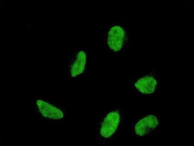 ANTI-HOXA5 antibody produced in mouse