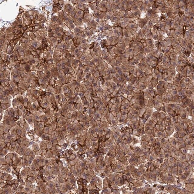 Anti-HOMER2 antibody produced in rabbit
