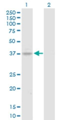 Anti-HOXA7 antibody produced in rabbit