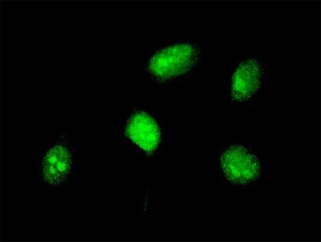 ANTI-HOXA5 antibody produced in mouse