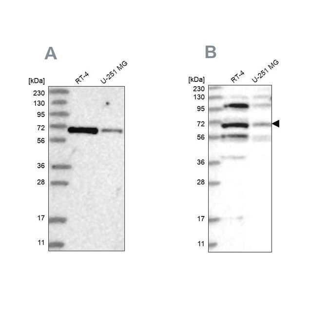 Anti-HOMEZ antibody produced in rabbit