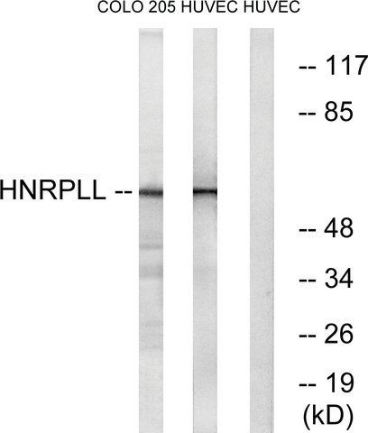 Anti-HNRPLL antibody produced in rabbit
