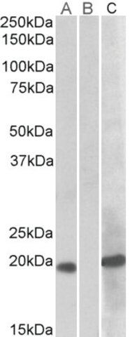 Anti-HOXA1 antibody produced in goat