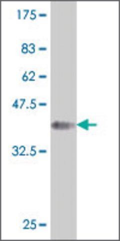 ANTI-HOXA5 antibody produced in mouse