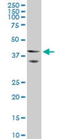 ANTI-HOXA5 antibody produced in mouse