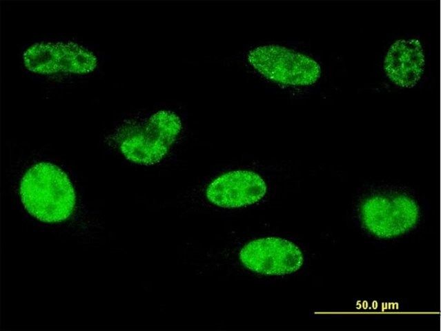 ANTI-HOXA5 antibody produced in mouse
