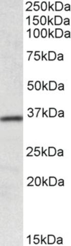 Anti-HOXA4 antibody produced in goat