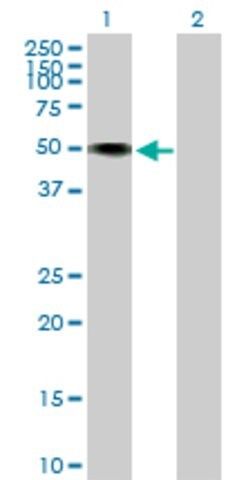 Anti-HNT antibody produced in mouse