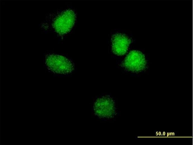 ANTI-HOXA5 antibody produced in mouse