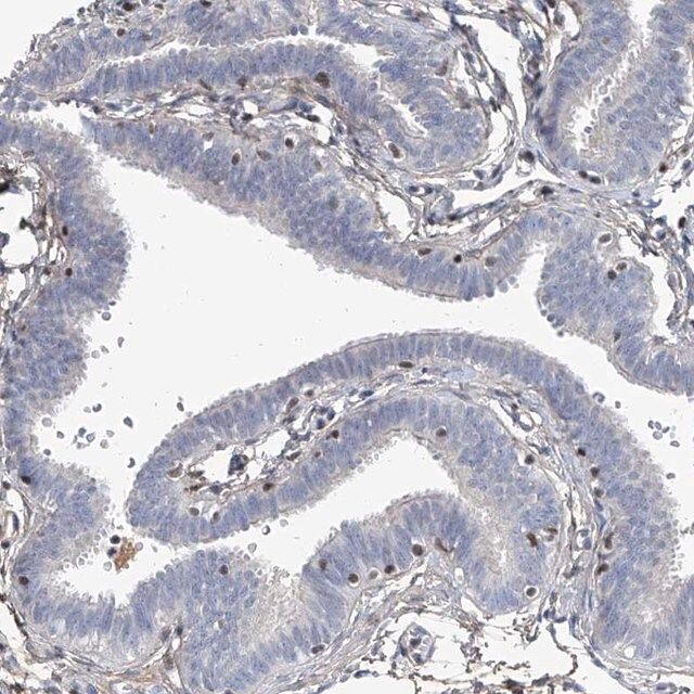 Anti-HOXA3 antibody produced in rabbit