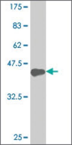 ANTI-HOXA5 antibody produced in mouse