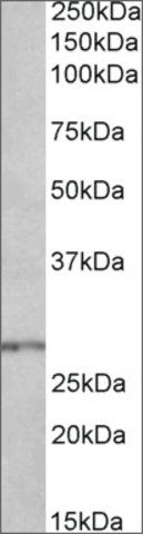 Anti-HOXB9 antibody produced in goat