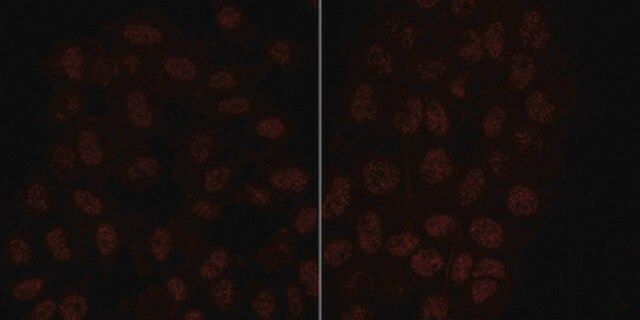 Anti-HP1γ Antibody, clone 14D3.1