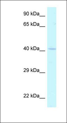 Anti-HOXA2 antibody produced in rabbit