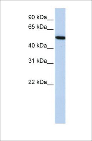 Anti-HRG antibody produced in rabbit