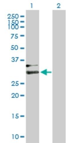 Anti-HPX antibody produced in mouse