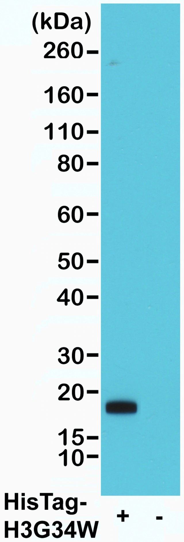 Anti-His-Tag-Biotin antibody, Rabbit monoclonal