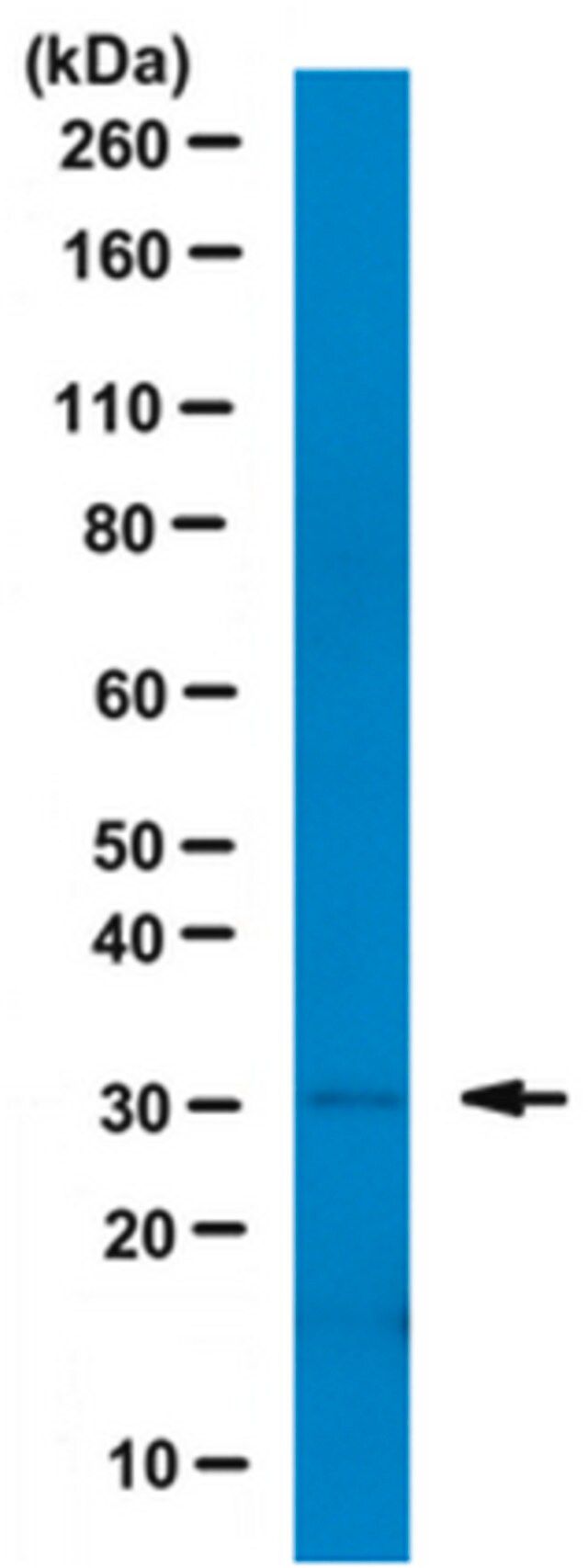 Anti-Histone H1° Antibody, clone 34