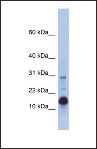 Anti-HIST2H2BF, (N-terminal) antibody produced in rabbit