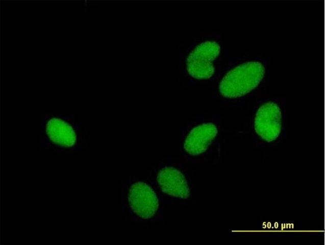 Anti-HIRIP3 antibody produced in mouse