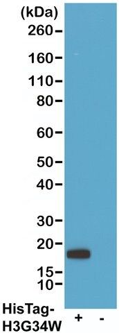 Anti-His-Tag Chimeric antibody, Human Monoclonal