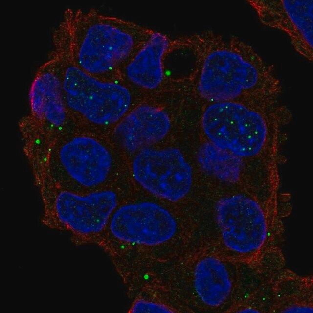 Anti-GRASP antibody produced in rabbit