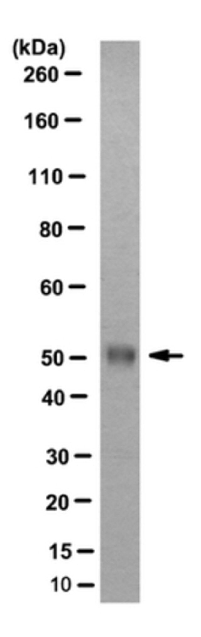 Anti-GPVI Antibody, clone 8E9, Capture Antibody