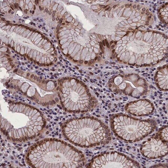 Anti-GPSM1 antibody produced in rabbit