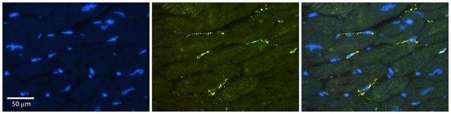 Anti-GREB1 (ab1) antibody produced in rabbit