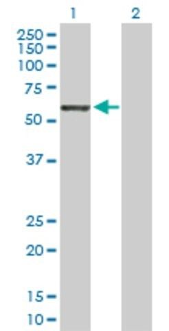 Anti-GRB10 antibody produced in rabbit