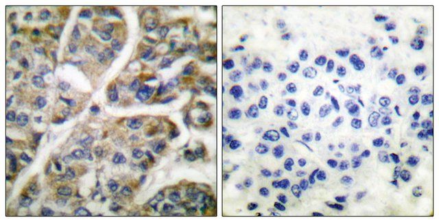 Anti-Granzyme B antibody produced in rabbit