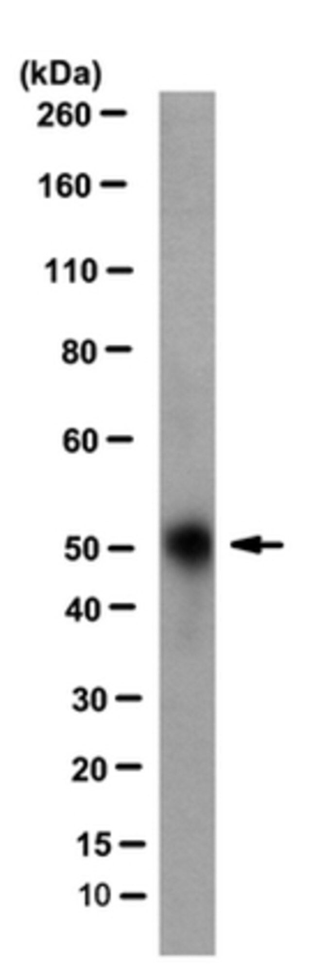 Anti-GPVI Antibody, clone 8A2, Detection Antibody