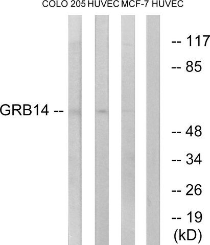 Anti-GRB14 antibody produced in rabbit
