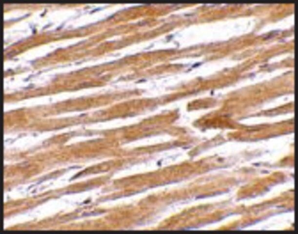Anti-GPVI (ab1) antibody produced in rabbit