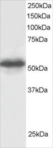 Anti-GPS1/COPS1 antibody produced in goat