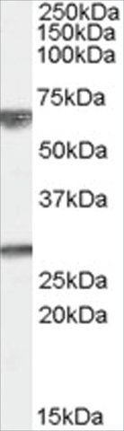 Anti-GPSM2 antibody produced in goat