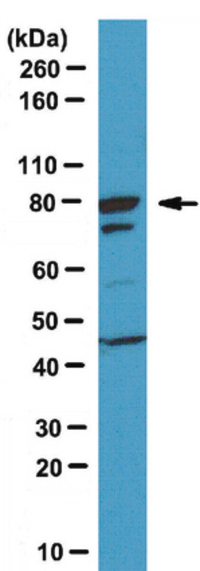 Anti-FoxP2 Antibody