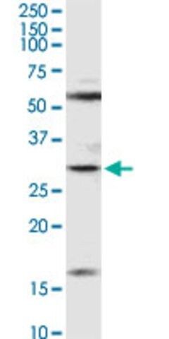 Anti-F11R antibody produced in rabbit