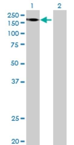Anti-FRMPD1 antibody produced in mouse