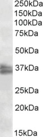 Anti-FRG1 antibody produced in goat