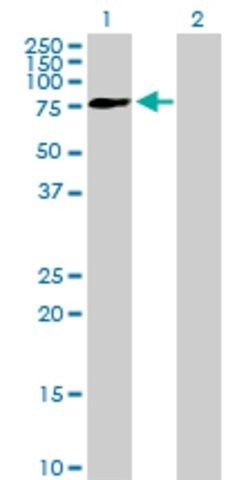 Anti-FRMD3 antibody produced in mouse